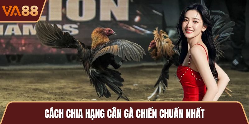 Cách chia hạng cân gà chiến chuẩn nhất