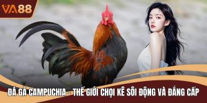 Đá Gà Campuchia - Thế Giới Chọi Kê Sôi Động Và Đẳng Cấp