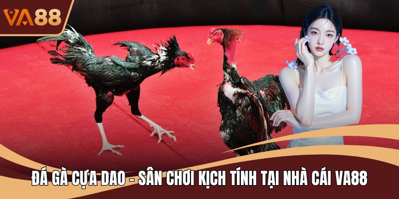 Đá Gà Cựa Dao - Sân Chơi Kịch Tính Tại Nhà Cái VA88