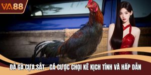 Đá Gà Cựa Sắt - Cá Cược Chọi Kê Kịch Tính Và Hấp Dẫn