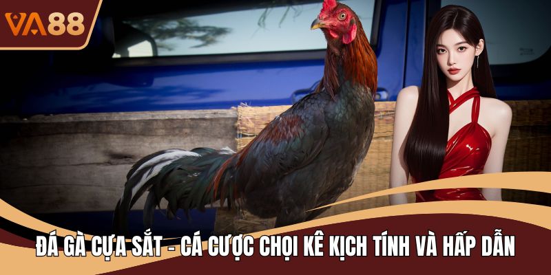 Đá Gà Cựa Sắt - Cá Cược Chọi Kê Kịch Tính Và Hấp Dẫn
