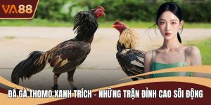 Đá Gà Thomo Xanh Trích - Những Trận Đỉnh Cao Sôi Động