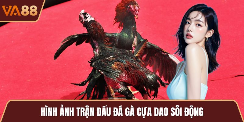 Hình ảnh trận đấu đá gà cựa dao sôi động