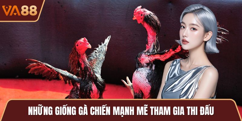 Những giống gà chiến mạnh mẽ tham gia thi đấu