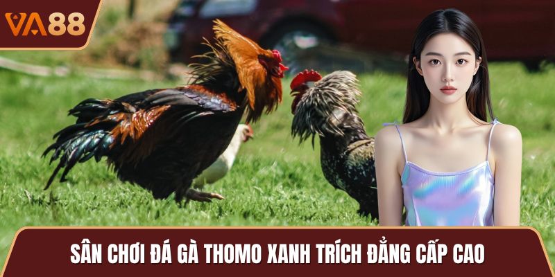 Sân chơi đá gà thomo xanh trích đẳng cấp cao