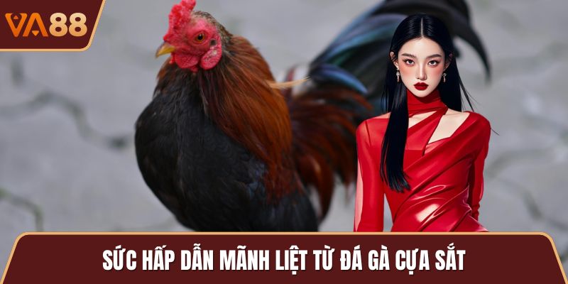 Sức hấp dẫn mãnh liệt từ đá gà cựa sắt