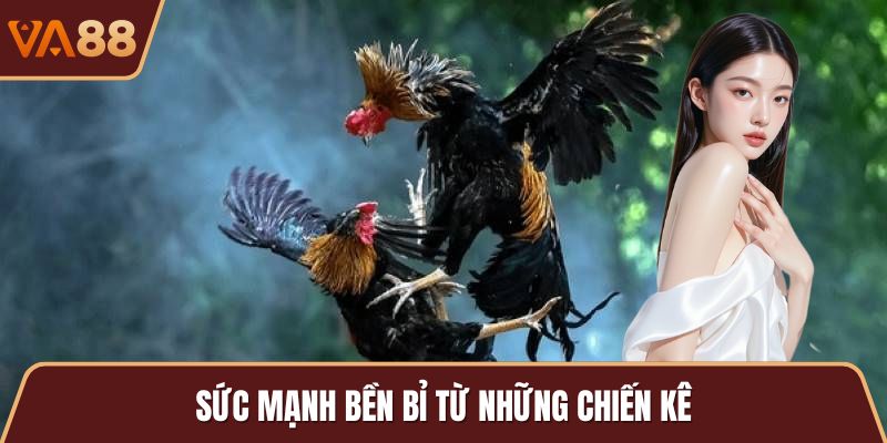 Sức mạnh bền bỉ từ những chiến kê