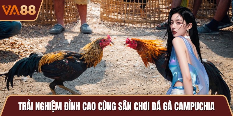 Trải nghiệm đỉnh cao cùng sân chơi đá gà campuchia