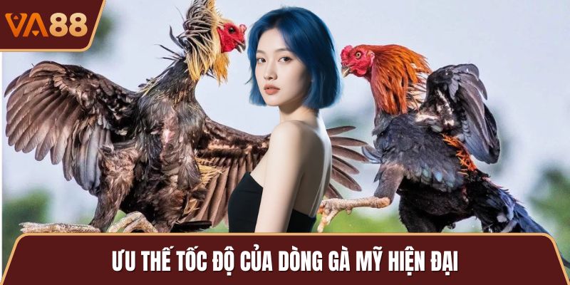 Ưu thế tốc độ của dòng gà Mỹ hiện đại