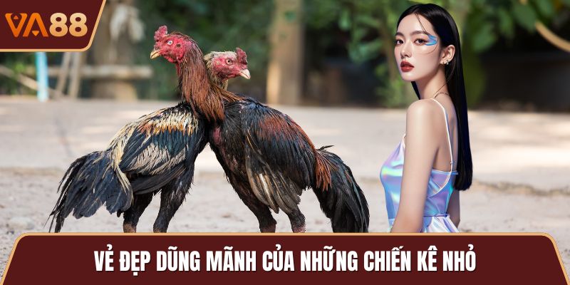 Vẻ đẹp dũng mãnh của những chiến kê nhỏ
